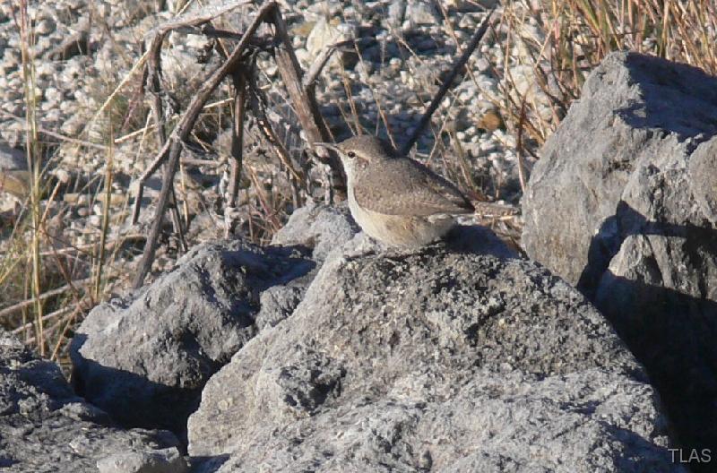 Rock Wren 